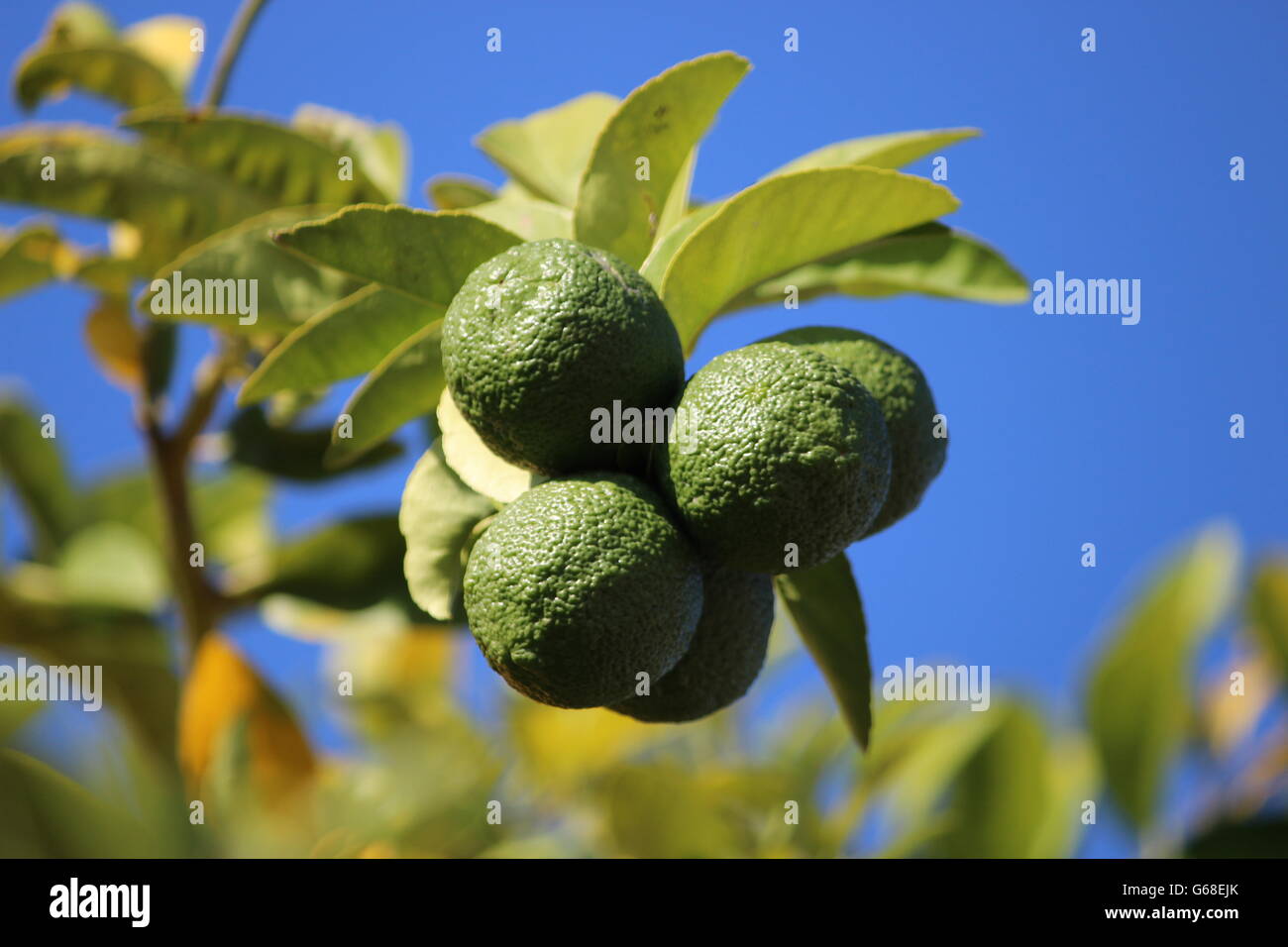 Young green lemons on the lemon tree in the sunshine Stock Photo