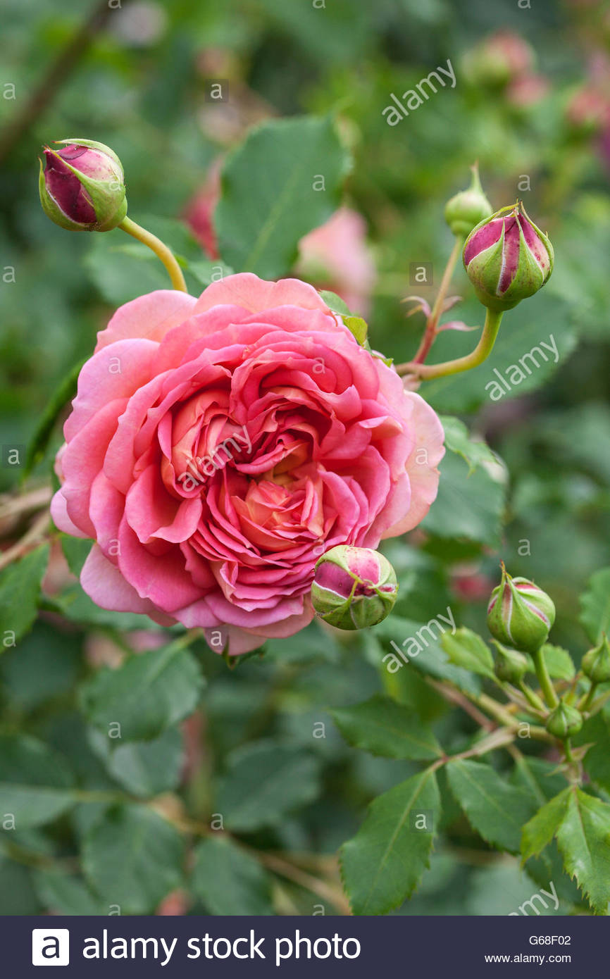 Jubilee Flowers Stock Photos & Jubilee Flowers Stock Images Alamy