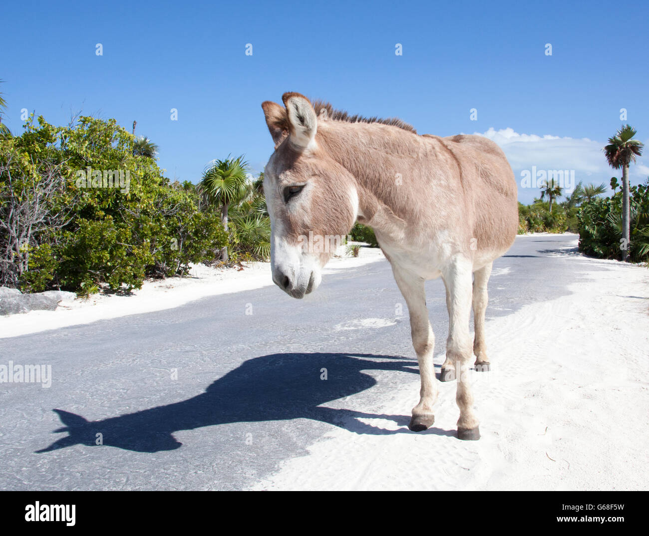 The donkey walking along the road by himself (Half Moon Cay, The Bahamas). Stock Photo