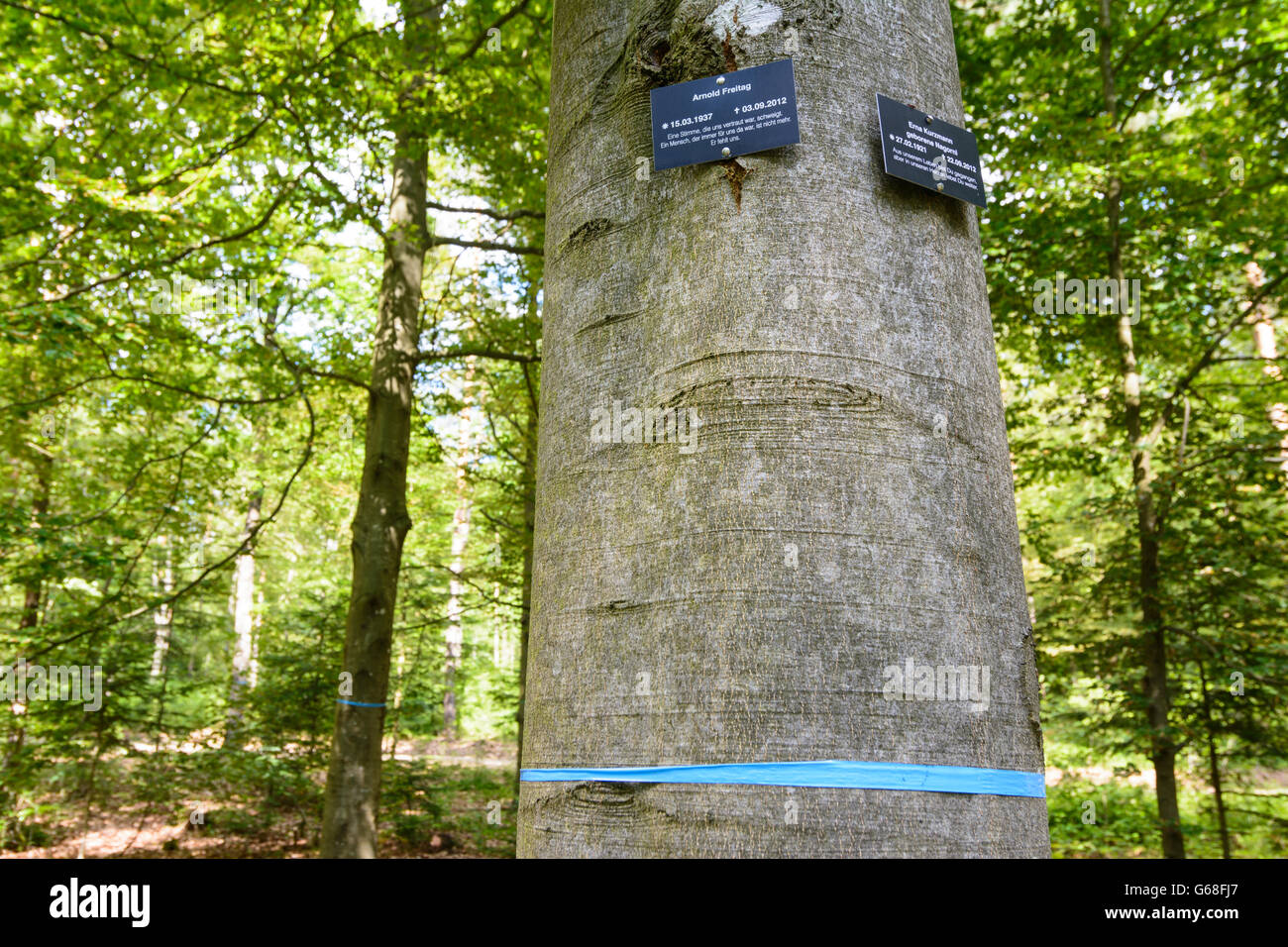 Forest graveyard ( cemetery urn occupancy places under trees ) : Grave markers on trees, Bad Teinach-Zavelstein, Germany, Baden- Stock Photo