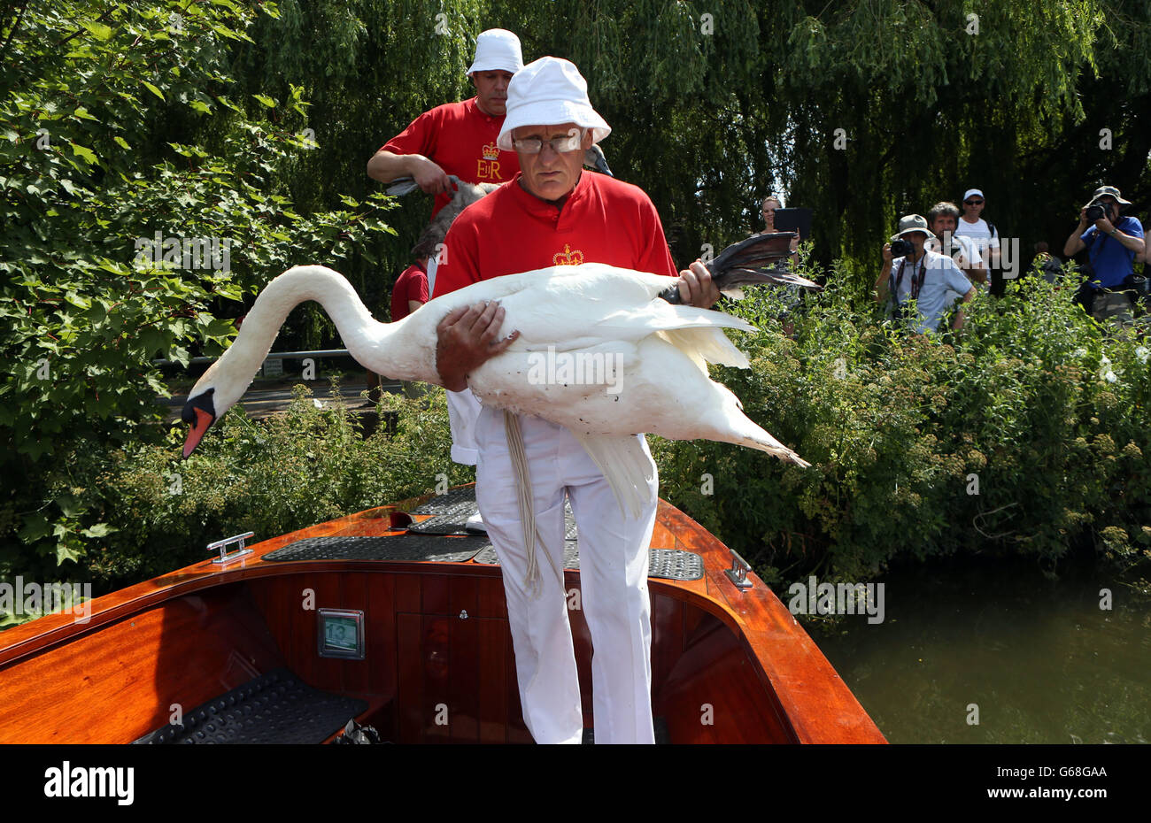The historic Swan Upping ceremony, the annual census of the swan