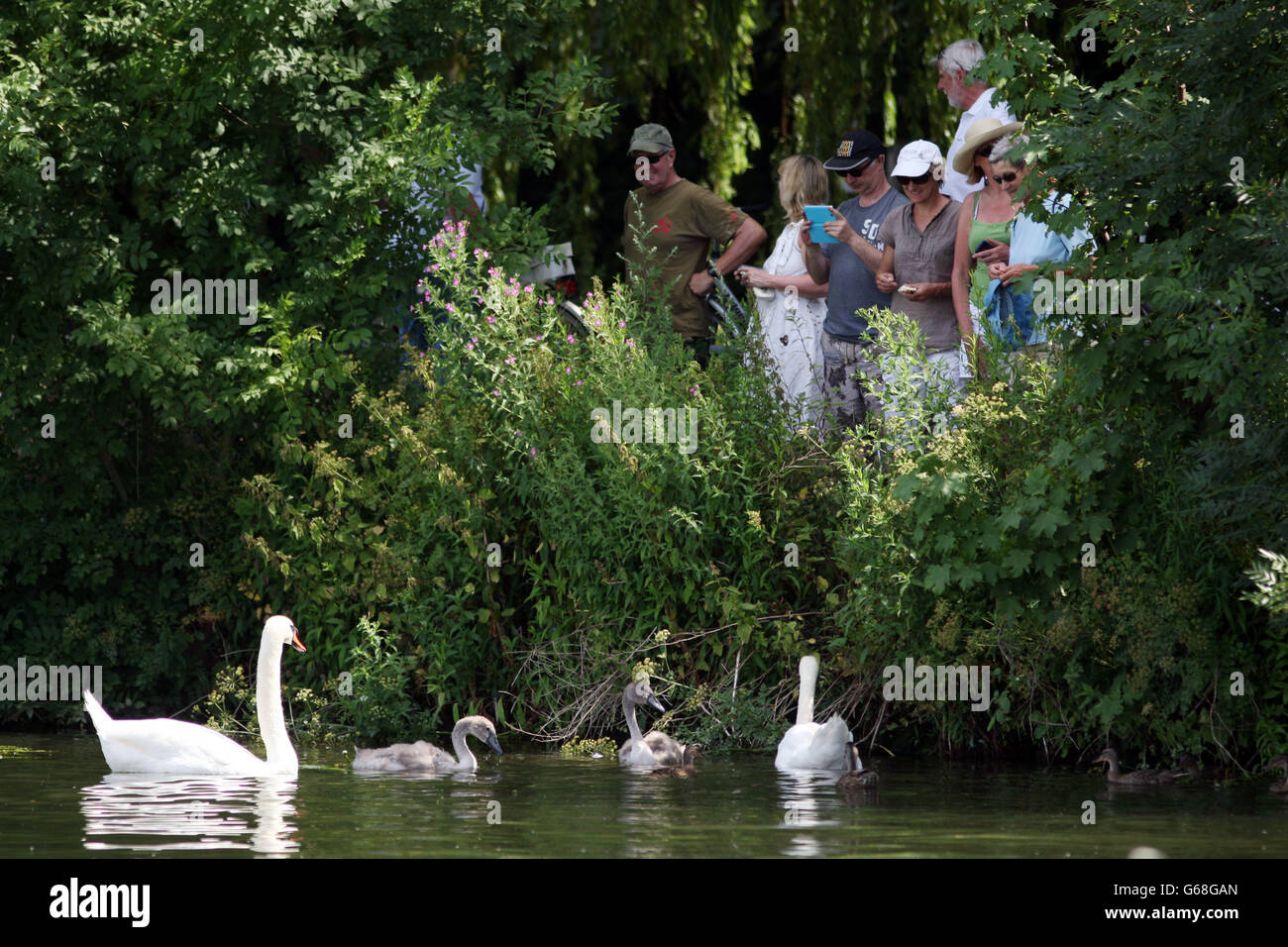 The historic Swan Upping ceremony, the annual census of the swan