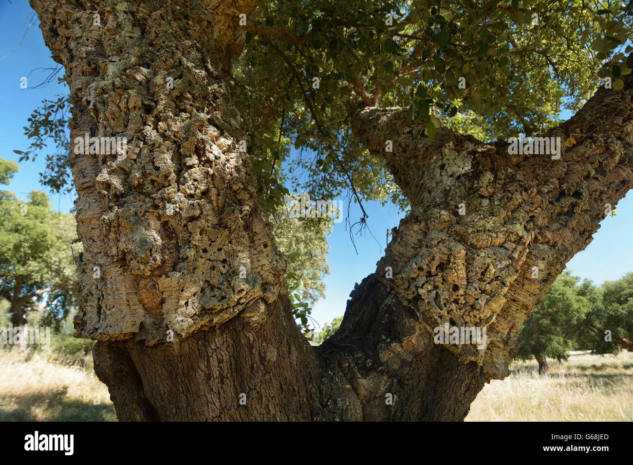 Harvested cork oak tree, Alentejo, Portugal Stock Photo