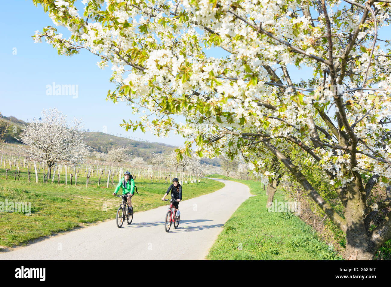 Cherry blossom on 'cherry blossom way' with vineyards and cyclists, Donnerskirchen, Austria, Burgenland, Neusiedler See Stock Photo