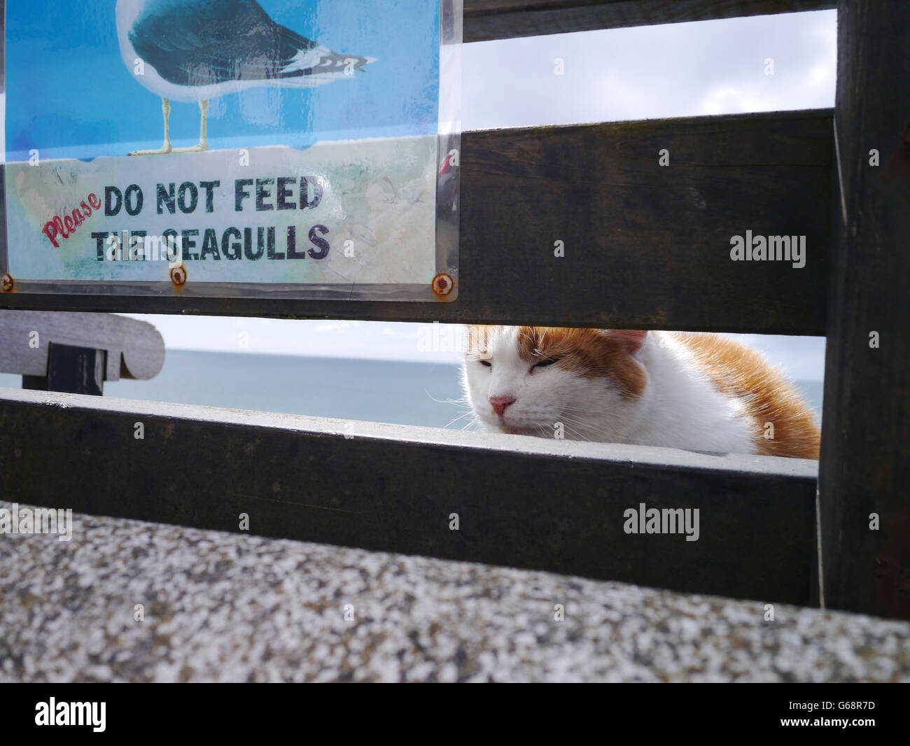 Ginger and white cat with seagull sign Stock Photo