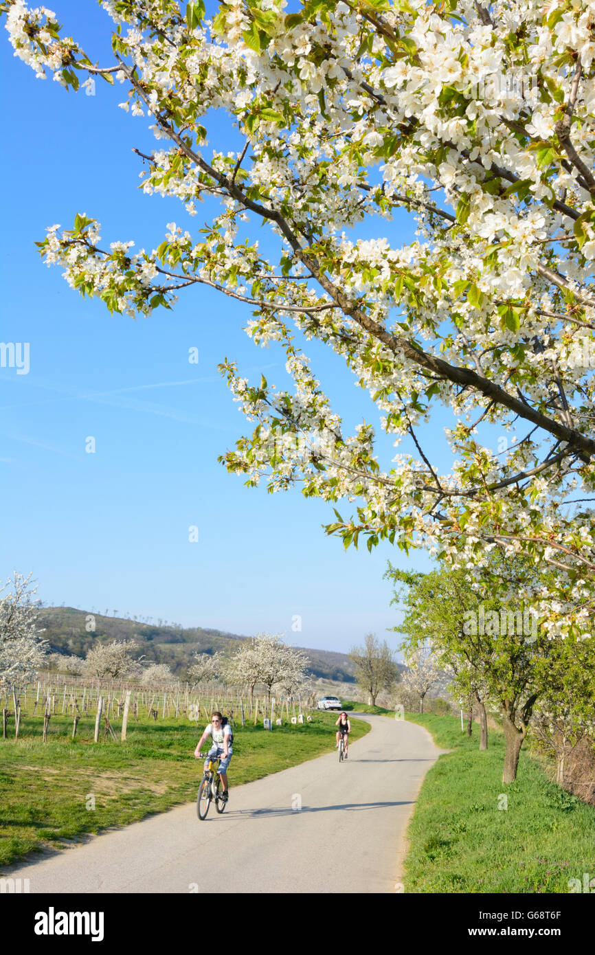 Cherry blossom on 'cherry blossom way' with vineyards and cyclists, Donnerskirchen, Austria, Burgenland, Neusiedler See Stock Photo