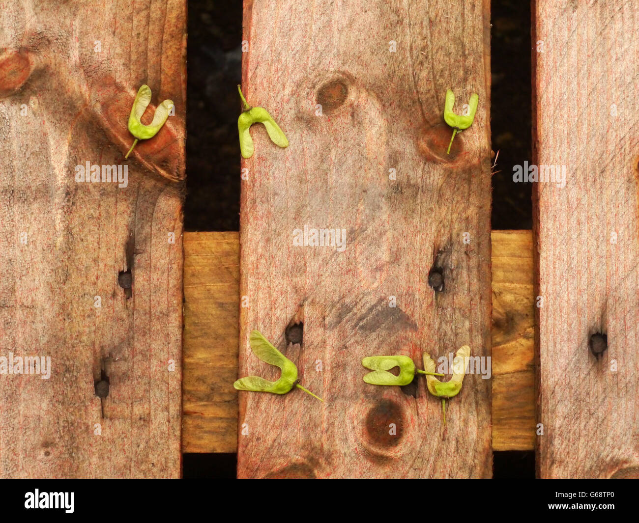 Sycamore seeds on red decking Stock Photo