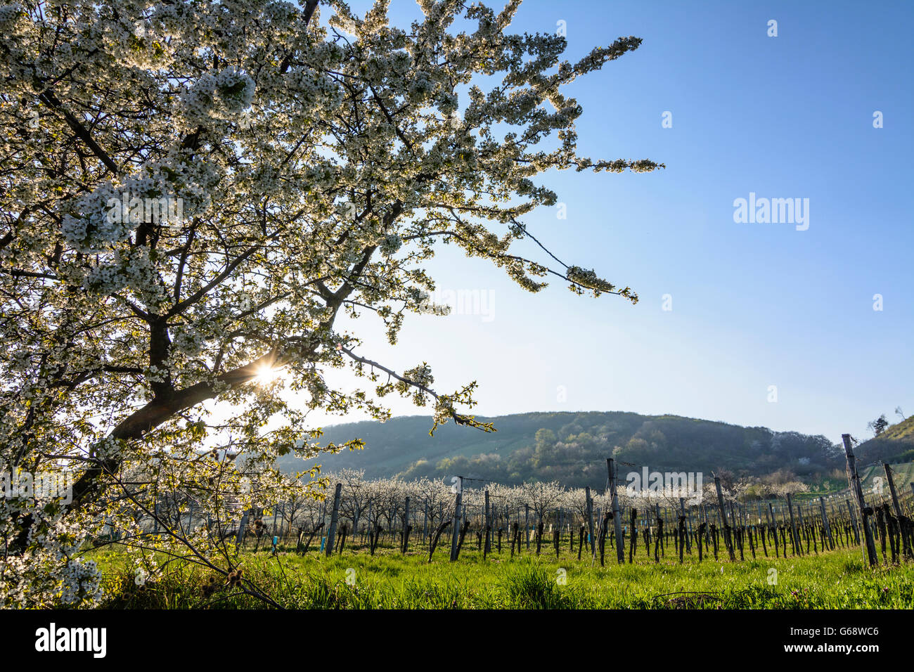 Cherry blossom on 'cherry blossom way' with vineyards, Donnerskirchen, Austria, Burgenland, Neusiedler See Stock Photo