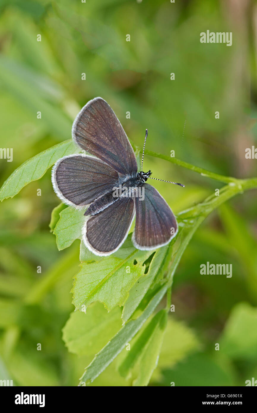 Male Small Blue.  Britain's smallest butterfly Stock Photo
