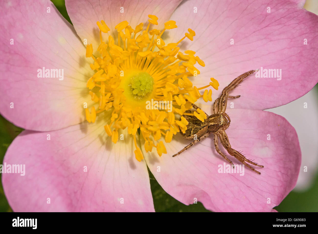 A Crab spider (Xysticus cristatus) waiting to ambush prey on dog rose