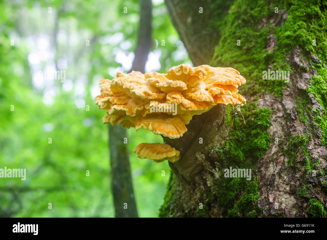 Close up of sulfur-yellow fungus Laetiporus Sulphureus on tree trunk also known as 'Chicken of the Woods' Stock Photo