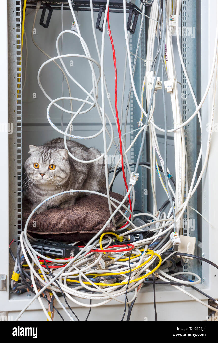 Cat on pillow in network cabinet on a bunch of wires Stock Photo
