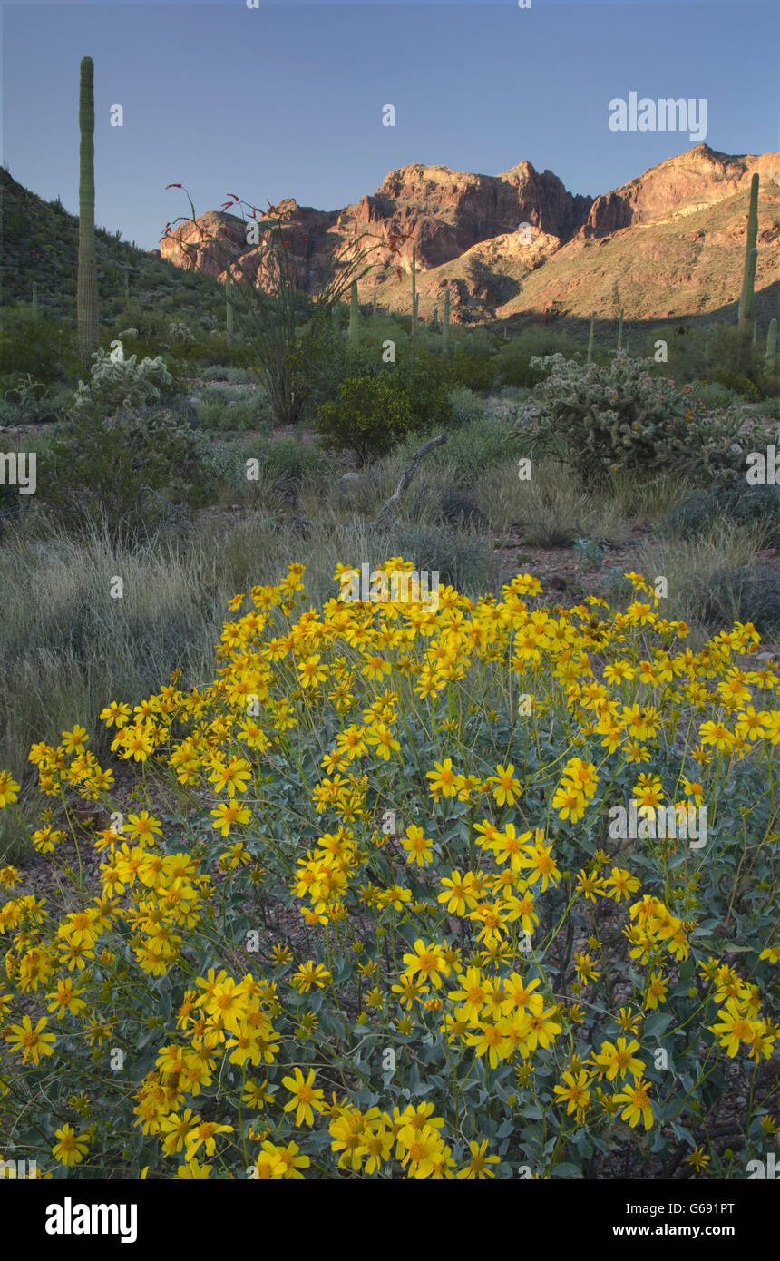 Brittlebush (Encelia farinosa) Sonoran Desert, Organ Pipe Cactus National Monument Arizona Stock Photo