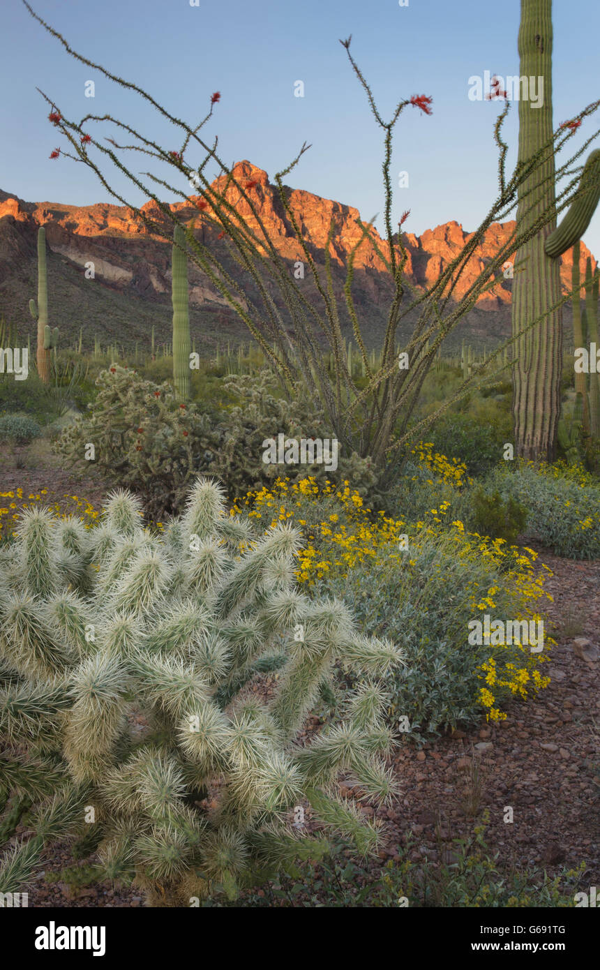 Sonoran Desert, Organ Pipe Cactus National Monument Arizona Stock Photo