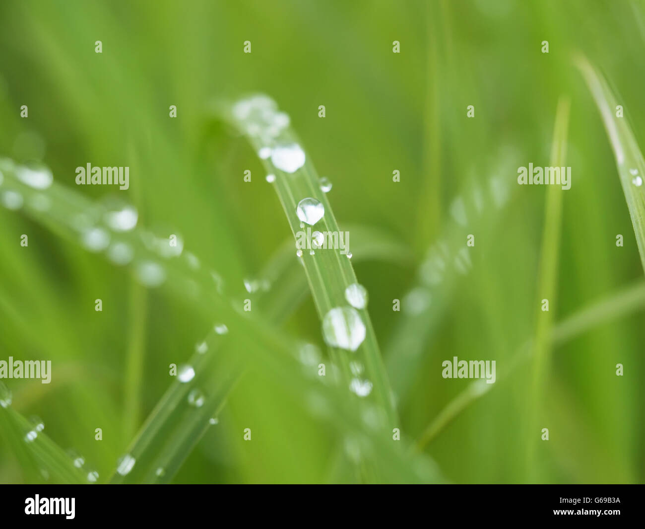 grass in drops Stock Photo - Alamy