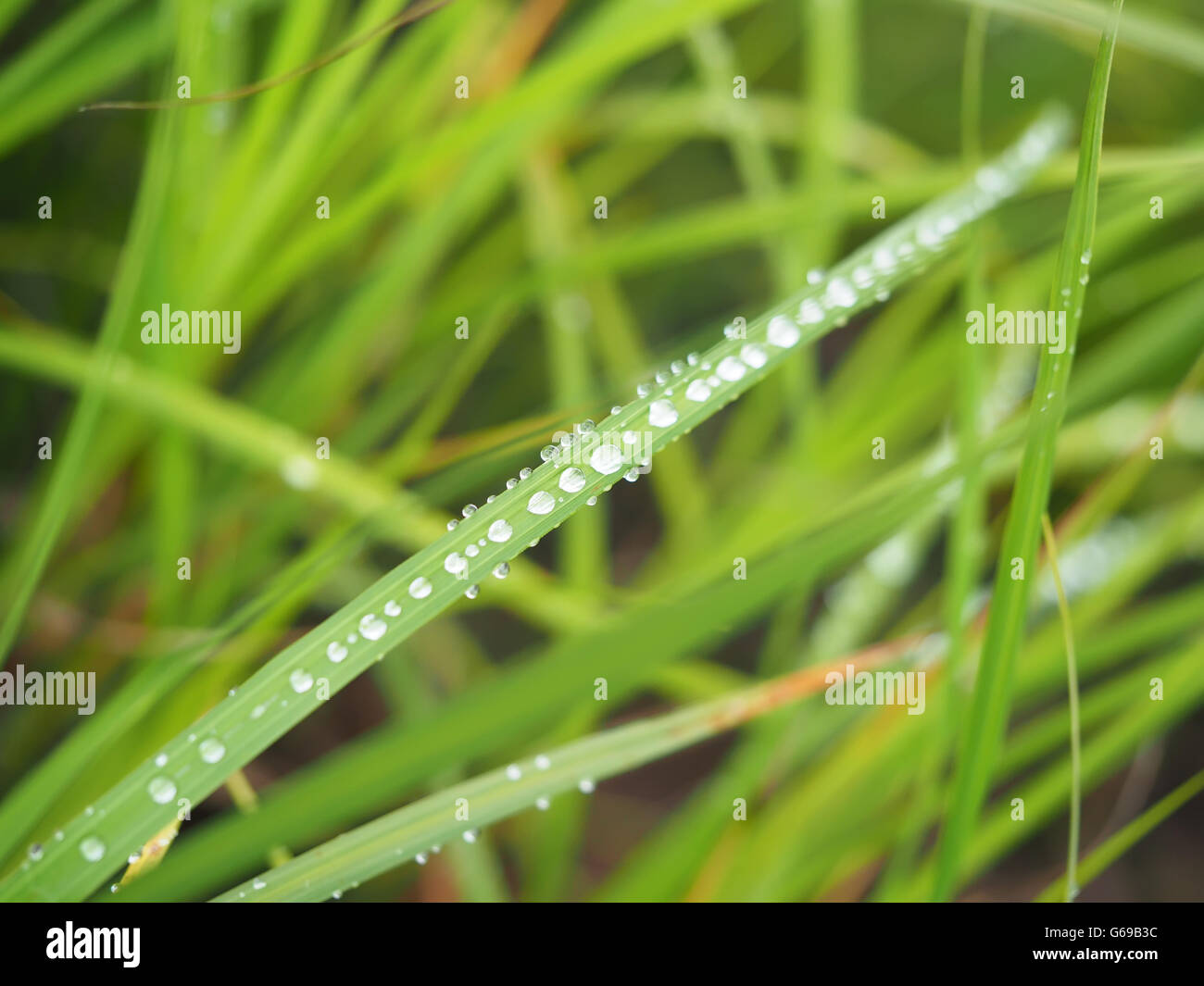 grass in drops Stock Photo - Alamy