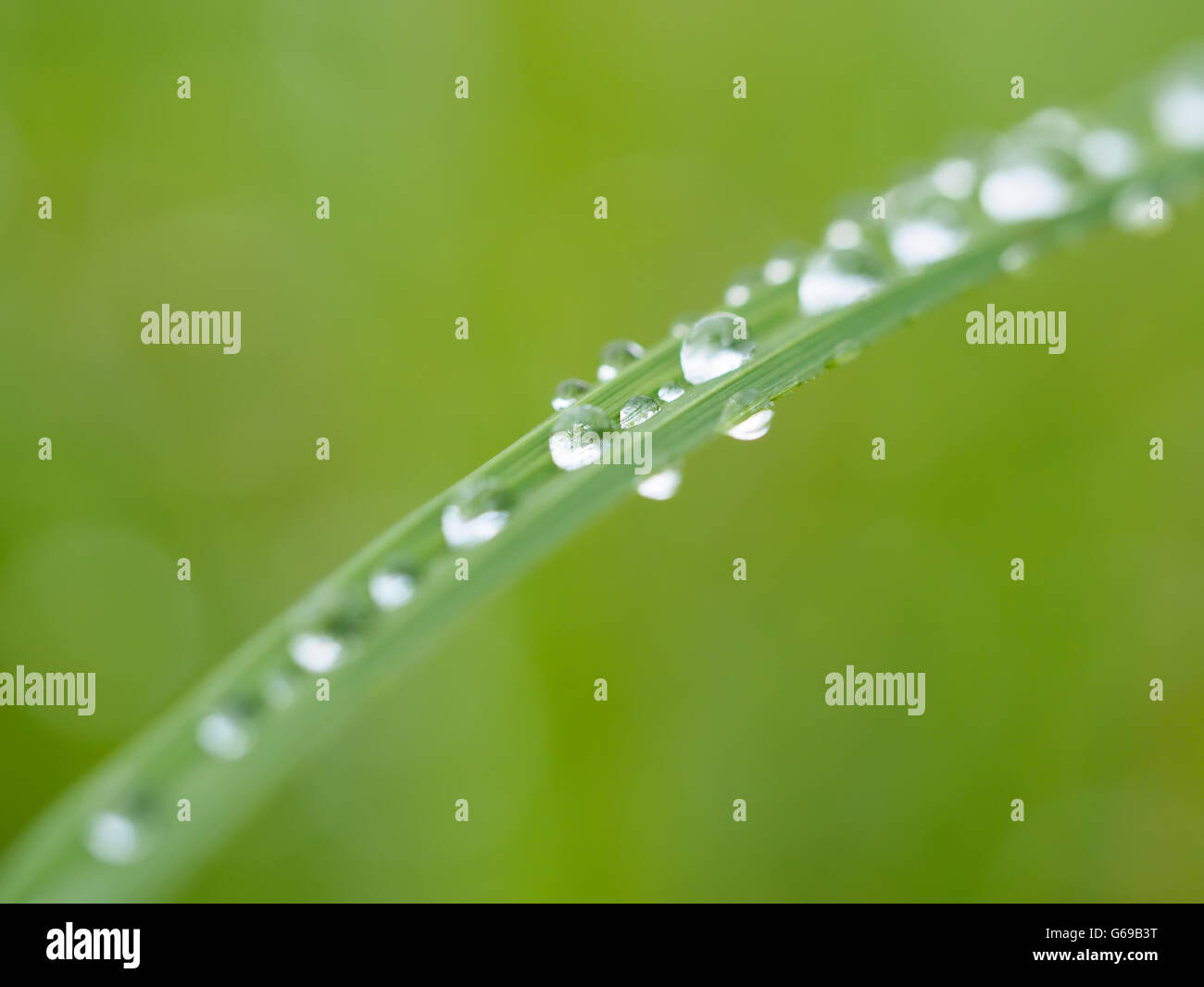 grass in drops Stock Photo - Alamy