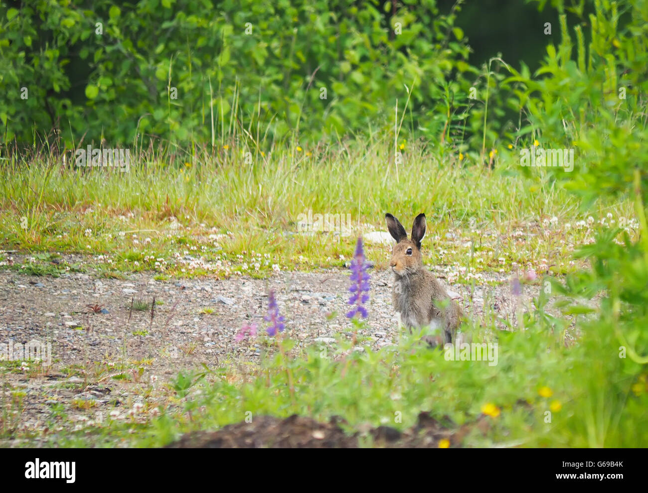 rabbit in the forest Stock Photo Alamy