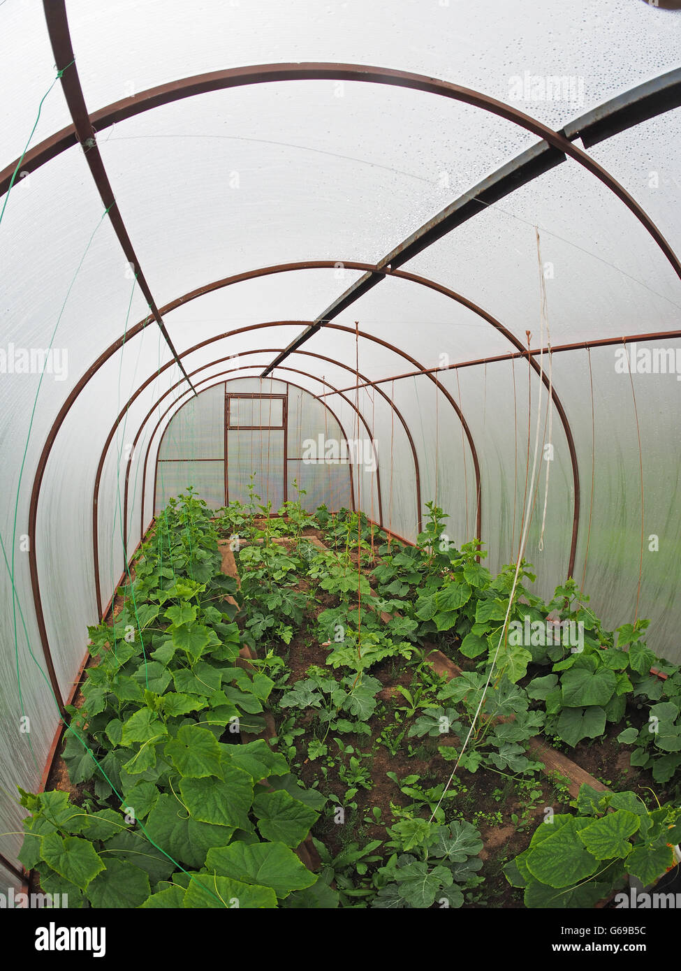 in a greenhouse Stock Photo - Alamy
