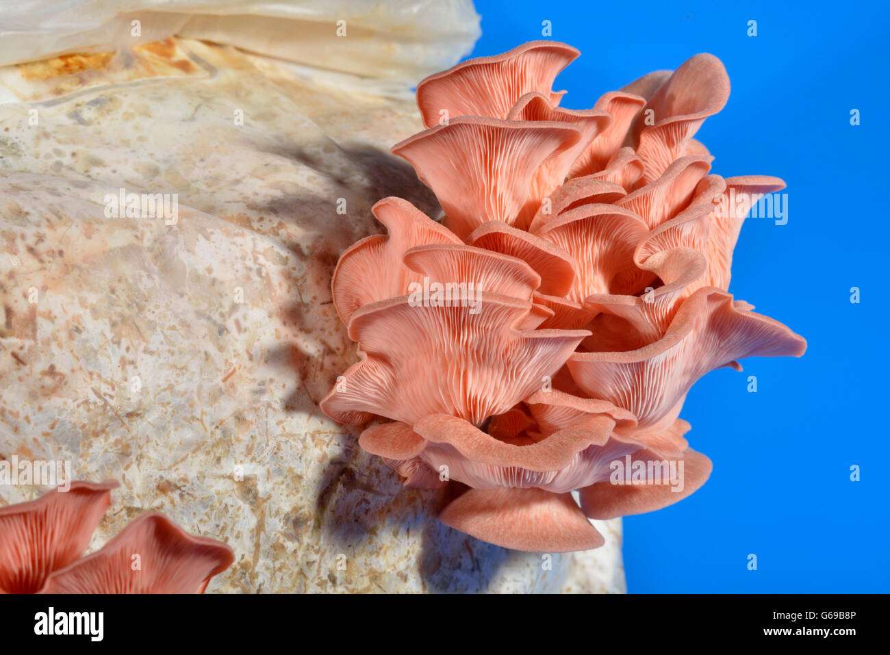 Pink oyster mushroom, common pink oyster mushroom / (Pleurotus salmoneo stramineus, Pleurotus