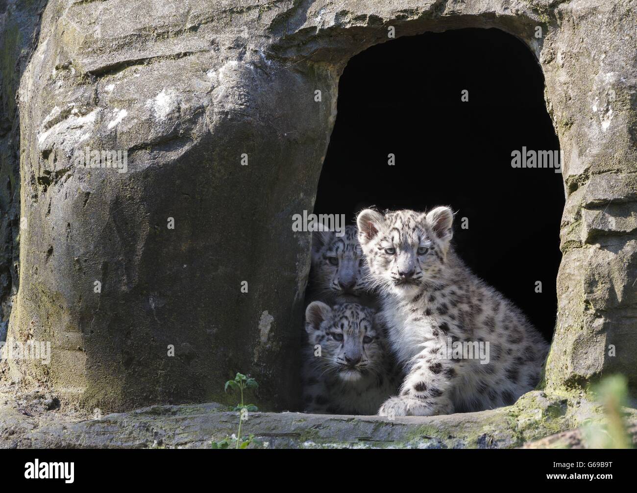 Snow Leopards At Marwell Zoo Hi res Stock Photography And Images Alamy