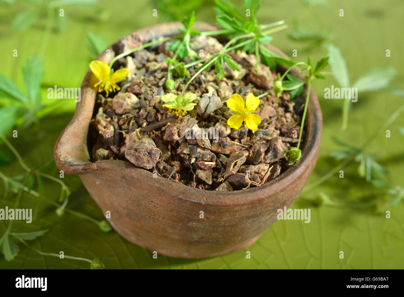 Tormentil, dried roots / (Potentilla tormentilla) Stock Photo