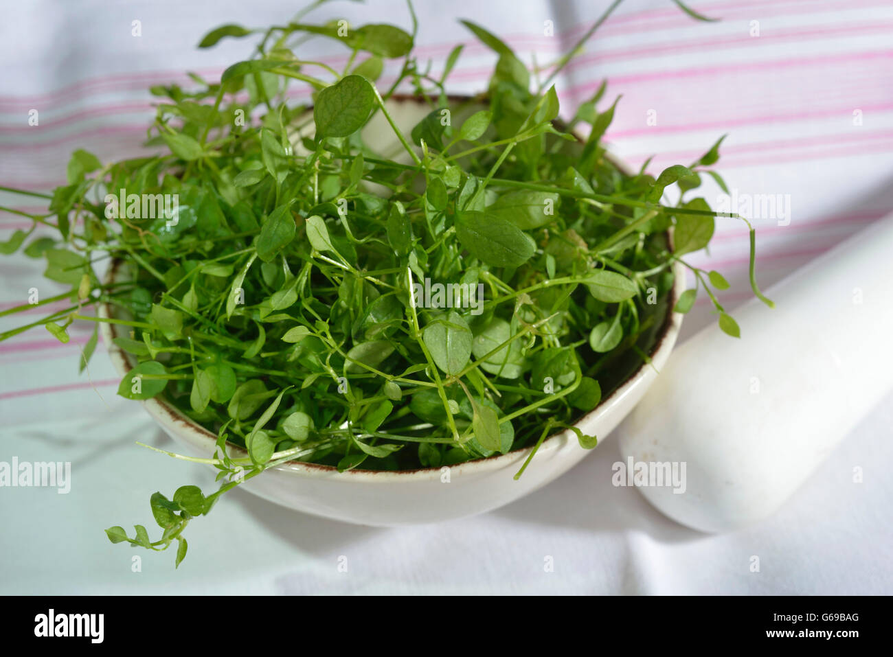 Chickweed in a mortar / (Stellaria media) Stock Photo