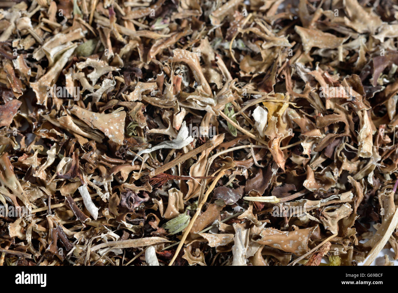Iceland moss / (Cetraria islandica) Stock Photo
