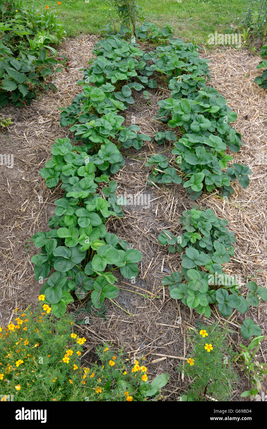 Organic garden with strawberries mulched / (Fragaria x ananassa) Stock Photo
