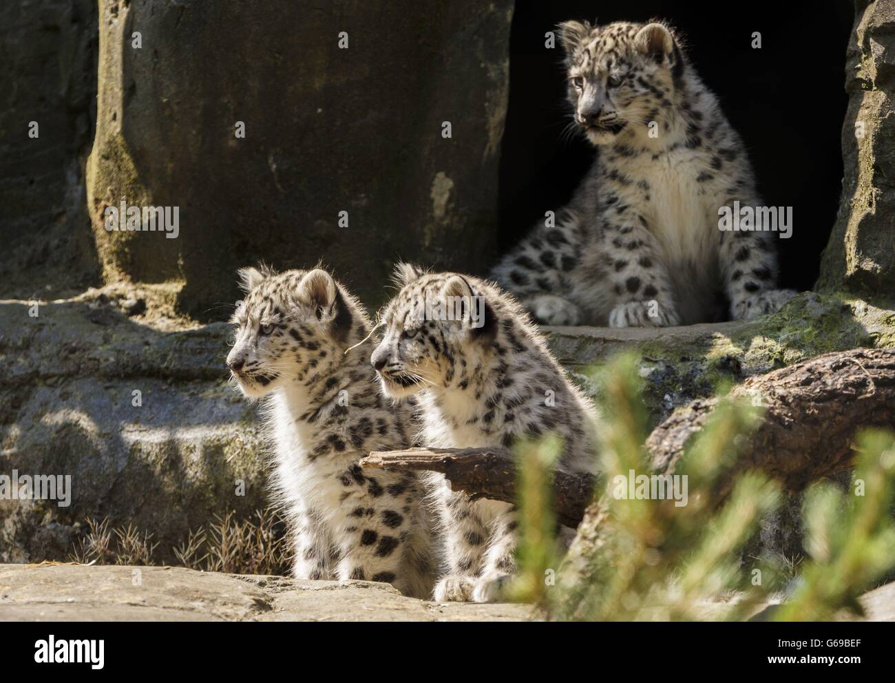 Three 12 Week Old Snow Leopard Cubs Animesh Ariun And The Third As 