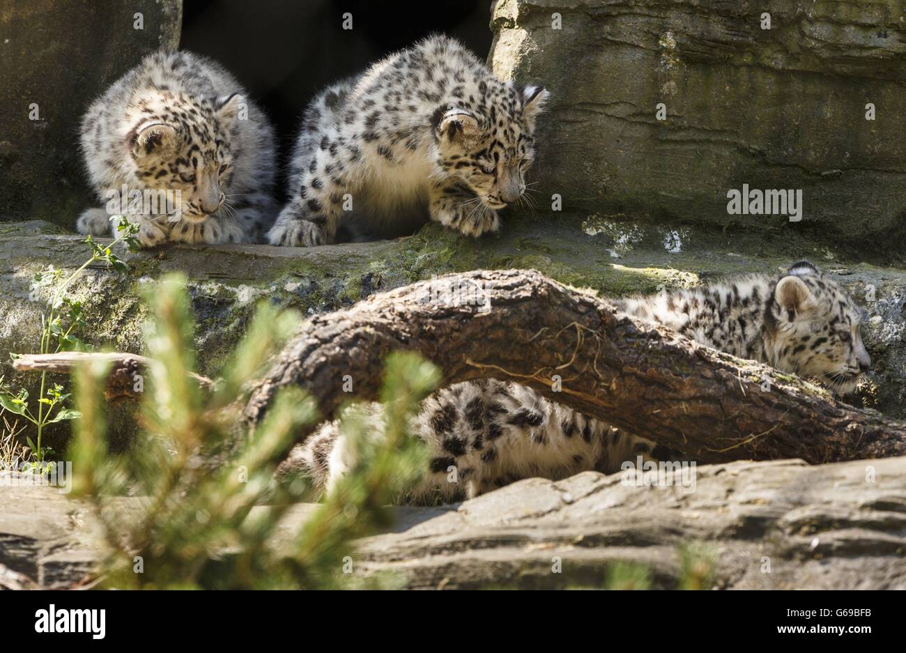 Three 12 Week Old Snow Leopard Cubs Animesh Ariun And The Third As 