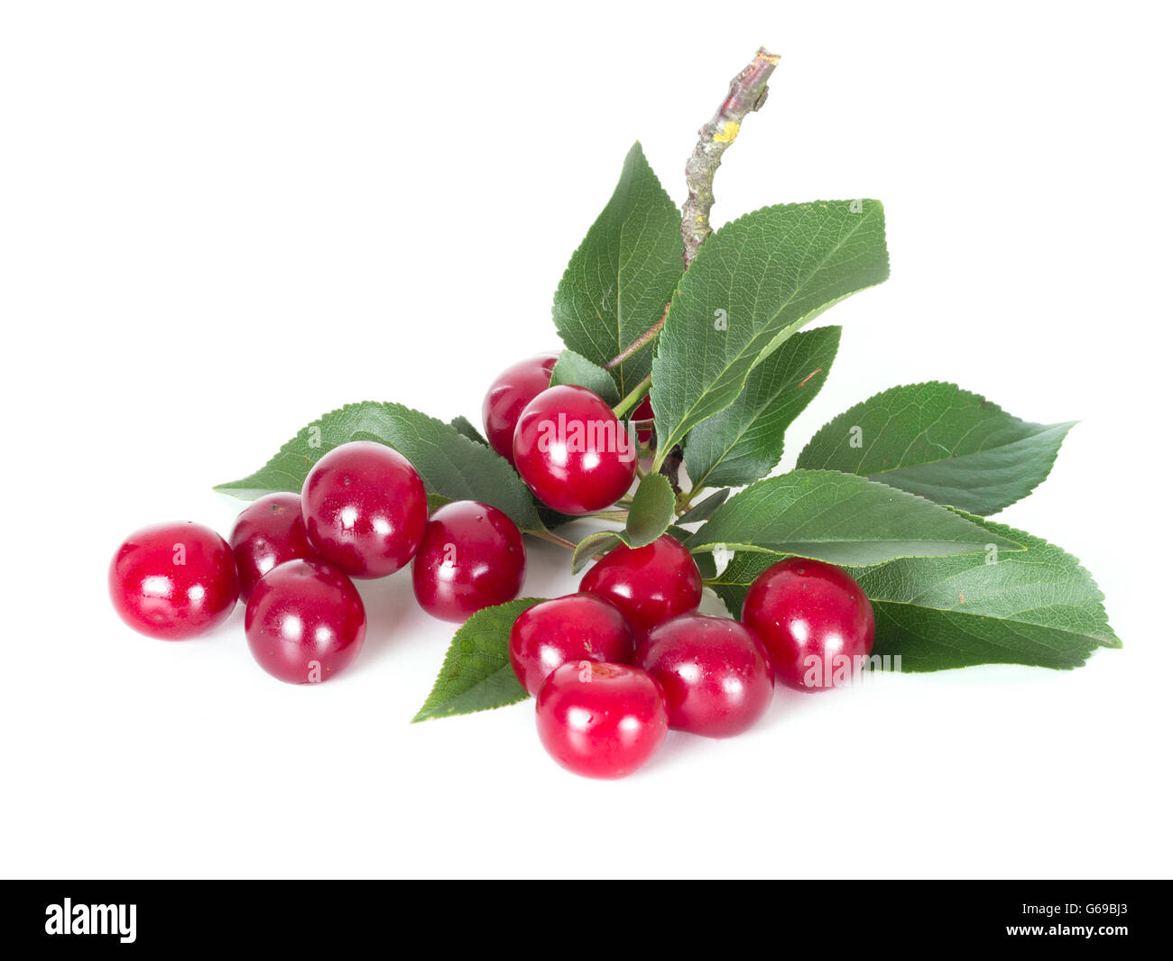 Summer food. Prunus cerasus. Sour cherries for pies etc. Stock Photo