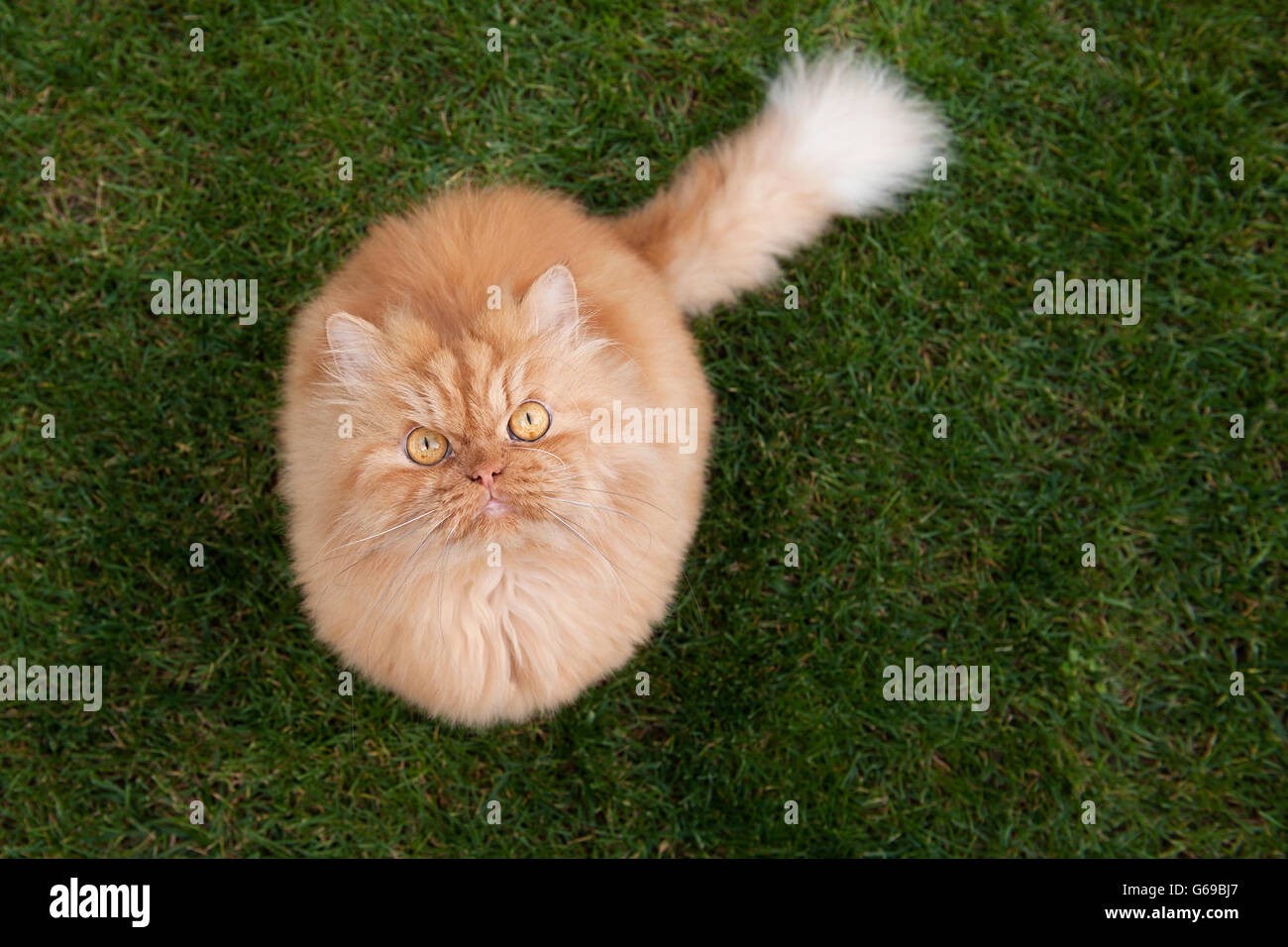 High angle view of Persian cat Stock Photo