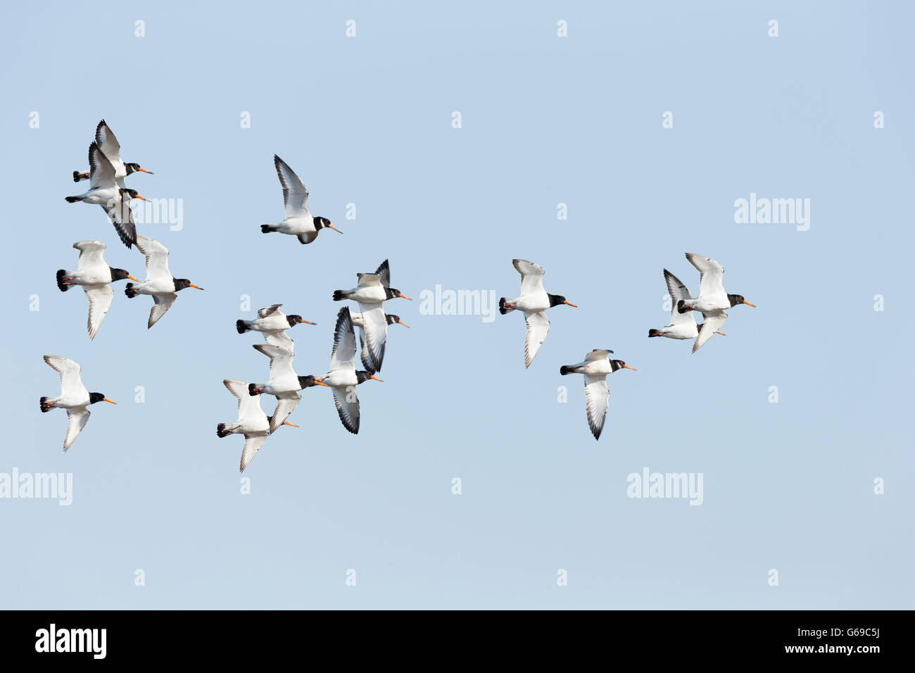 Flock of flying oystercatchers (Haematopus ostralegus) Stock Photo