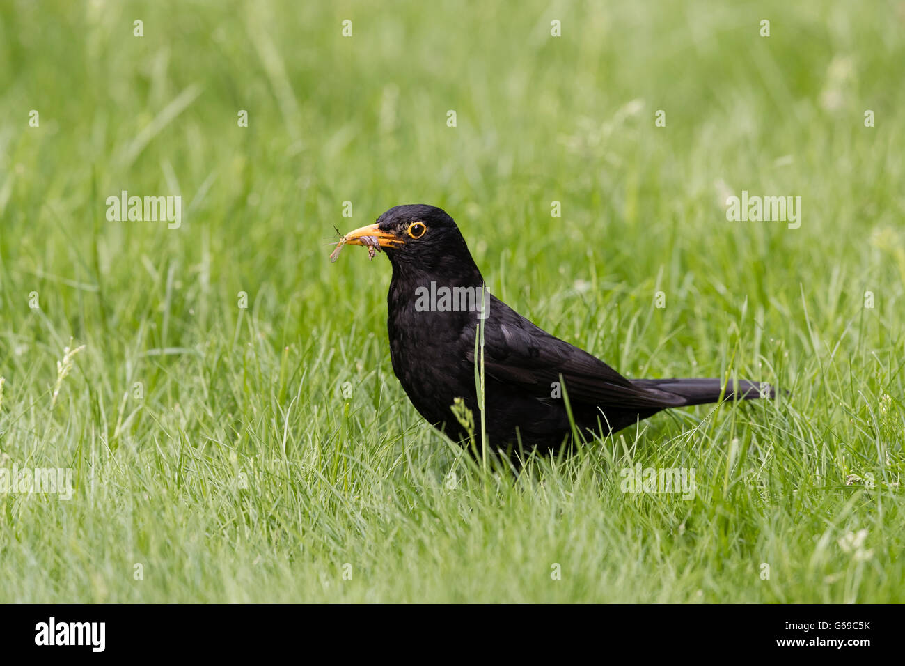 Male blackbird (Terdus merula) collecting leatherjackets and a tiger cranefly (Nephrotoma flavescens) to feed young Stock Photo