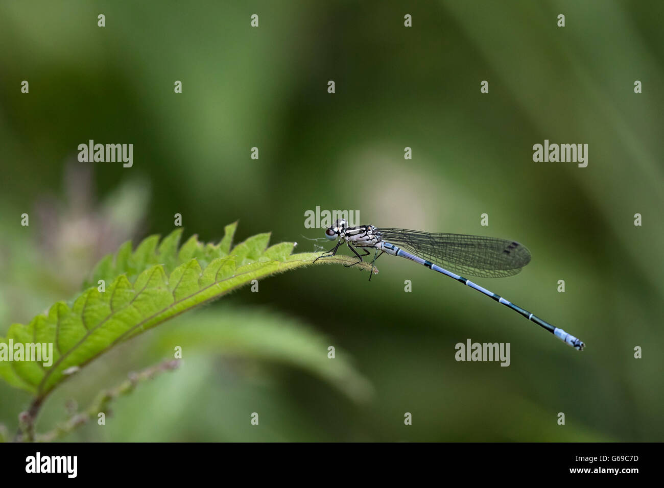 An azure damselfly (Coenagrion puella) perched on nettle vegetation Stock Photo