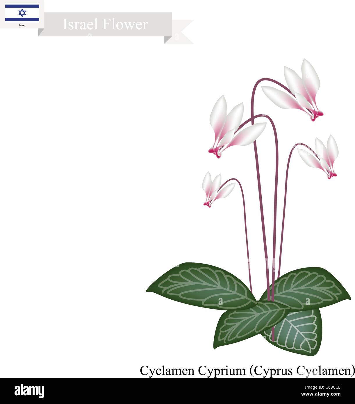 Israel Flower, Illustration of Cyclamen Cyprium Flowers or Cyprus Cyclamen Flowers. The National Flower in Israel. Stock Vector