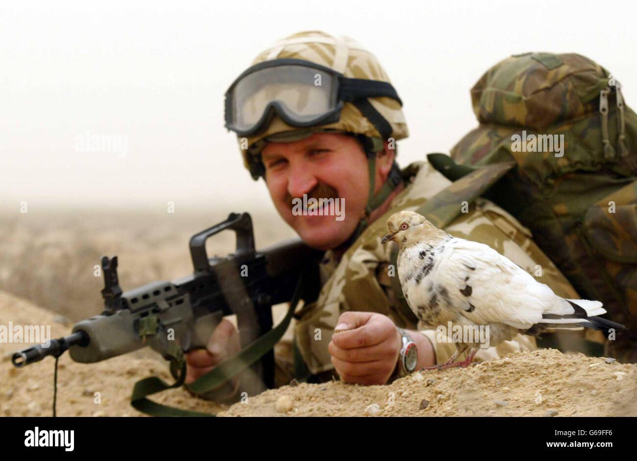 Staff Sgt. Steve Hoyle of the 3 reg Army Air Corps (AAC)16 Air Assault Brigade, posing with the pigeon named 'Harry', in southern Iraq. *.. A pigeon was accidentaly shipped to Iraq in a consignment of ration packs was liberated by the Quartermasters of 3 reg AAC when they opened their latest supplies. Stock Photo