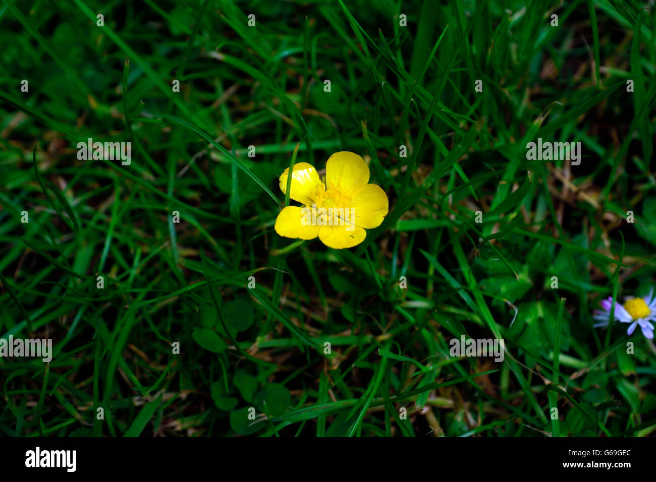 Buttercups under chin black and white hires stock photography and