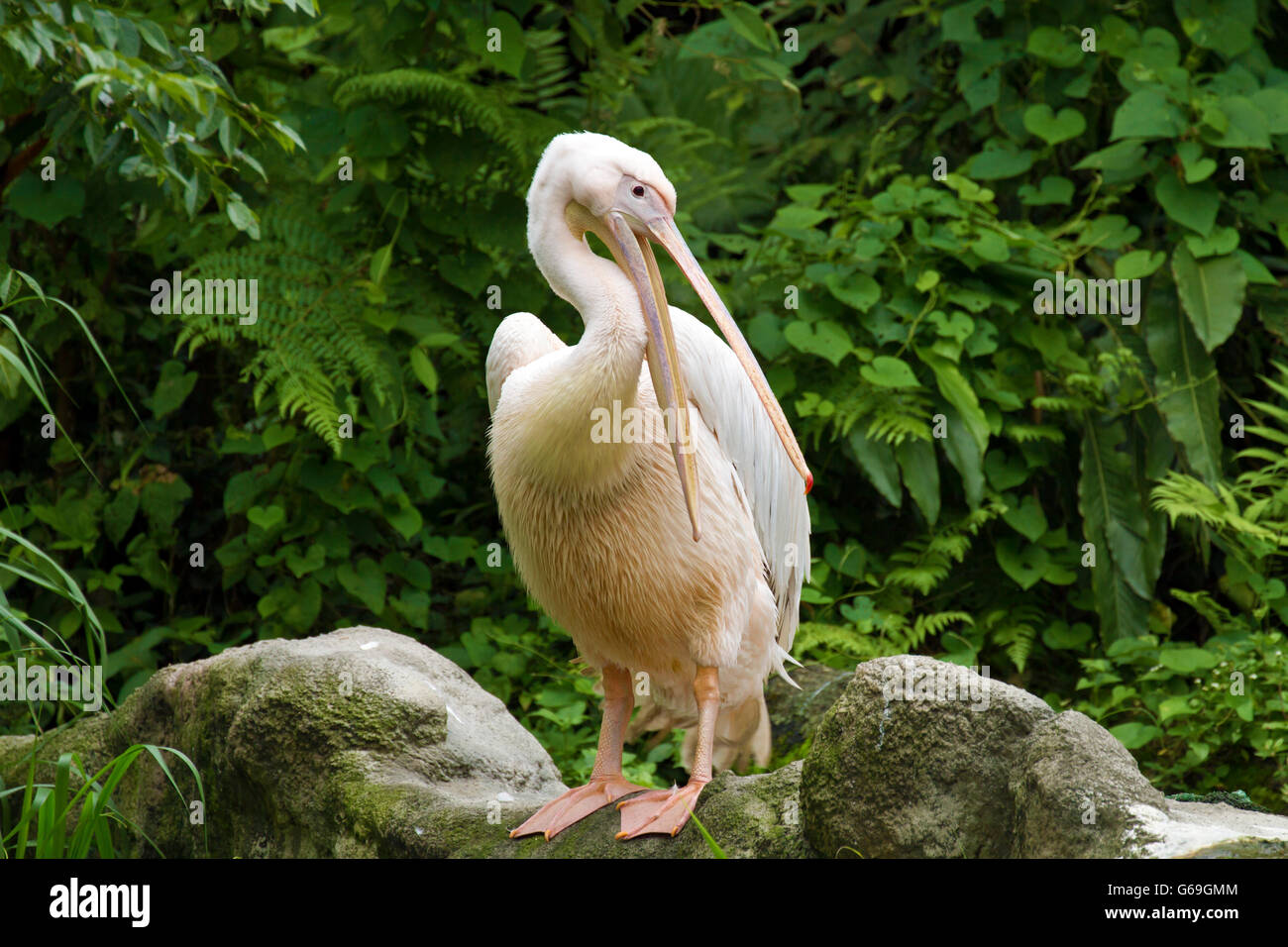 single Great White Pelican,Pelecanus onocrotalus Stock Photo