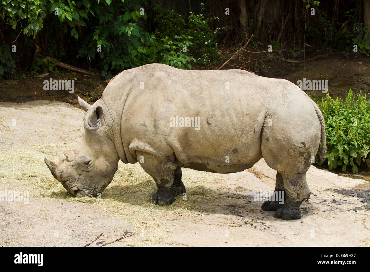 single White Rhinoceros,Square-Lipped Rhinoceros,Ceratotherium simum Stock Photo