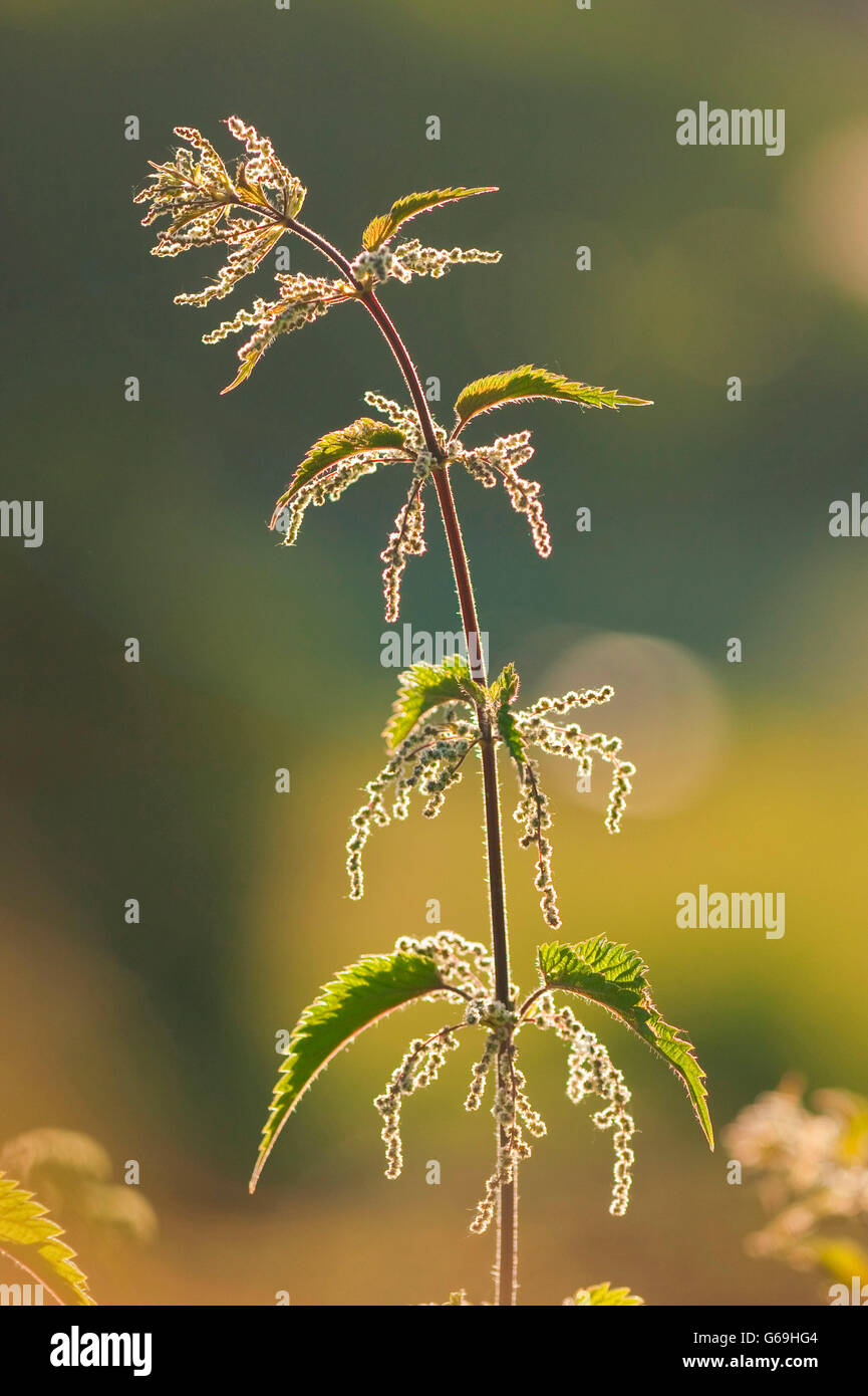 Urtica dioica hires stock photography and images Alamy