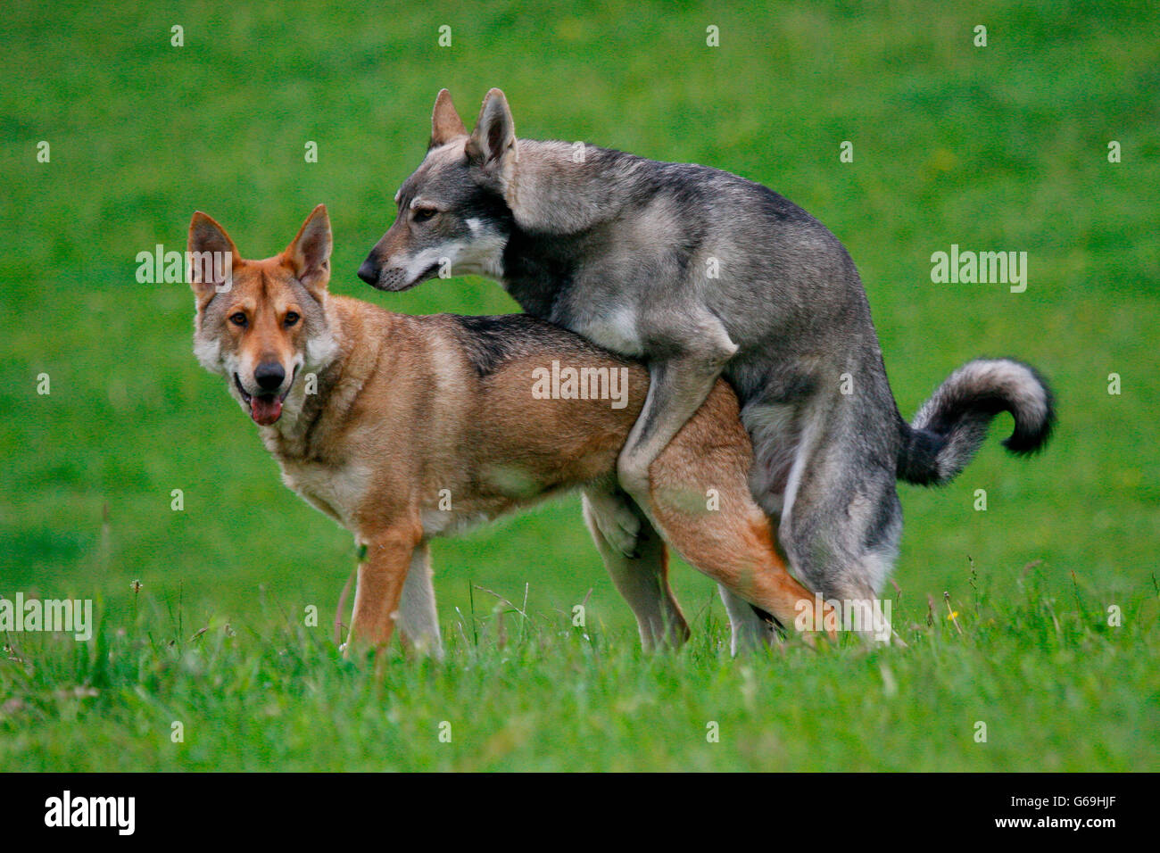 Wolf and store dog mating