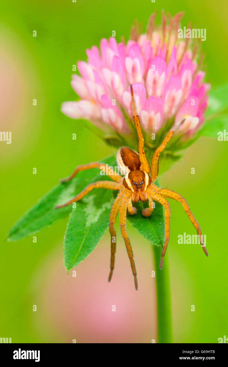 raft spider, red clover, Germany / (Dolomedes fimbriatus) (Trifolium pratense) Stock Photo