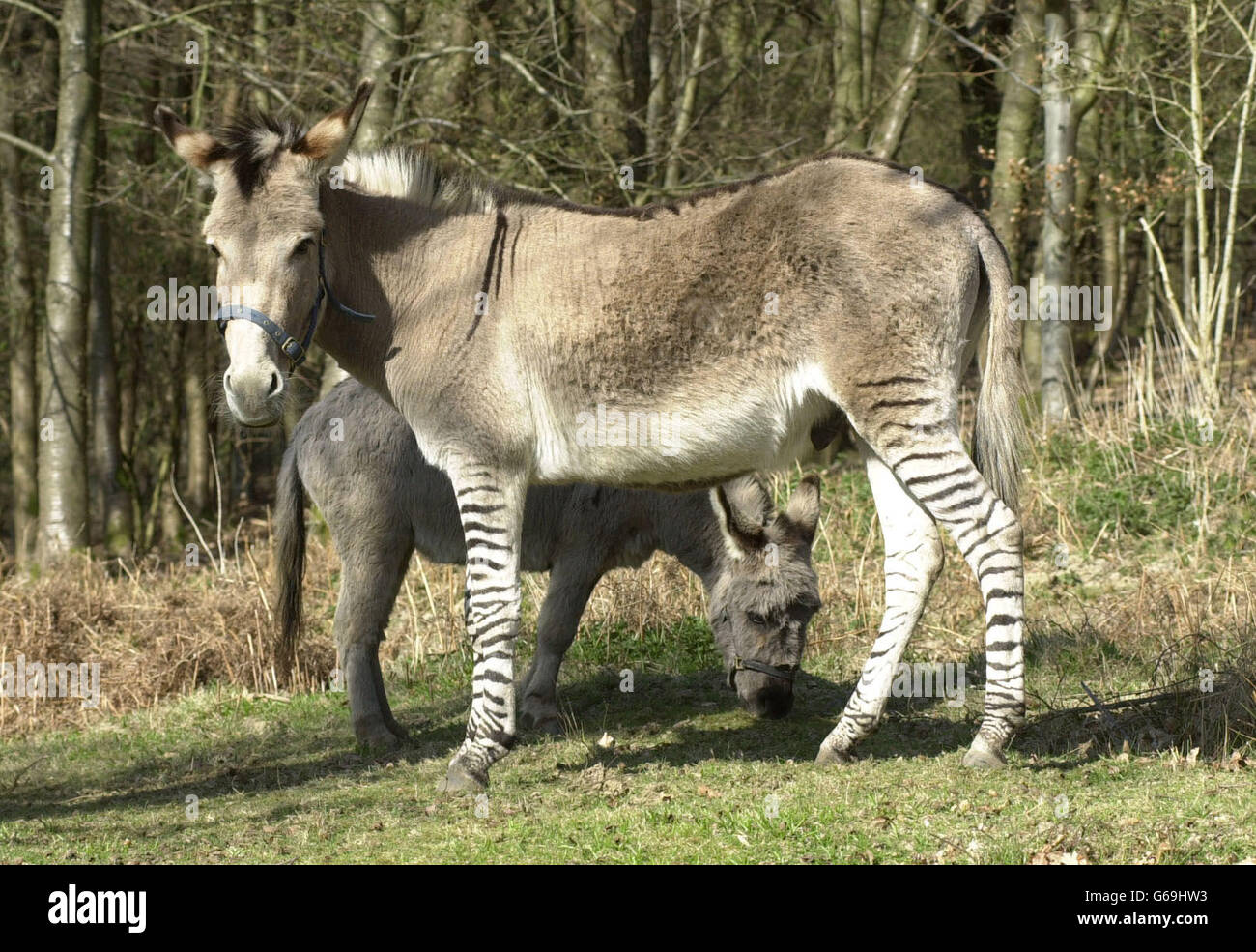 Adam the zeedonk half zebra half donkey with his companion Peaches