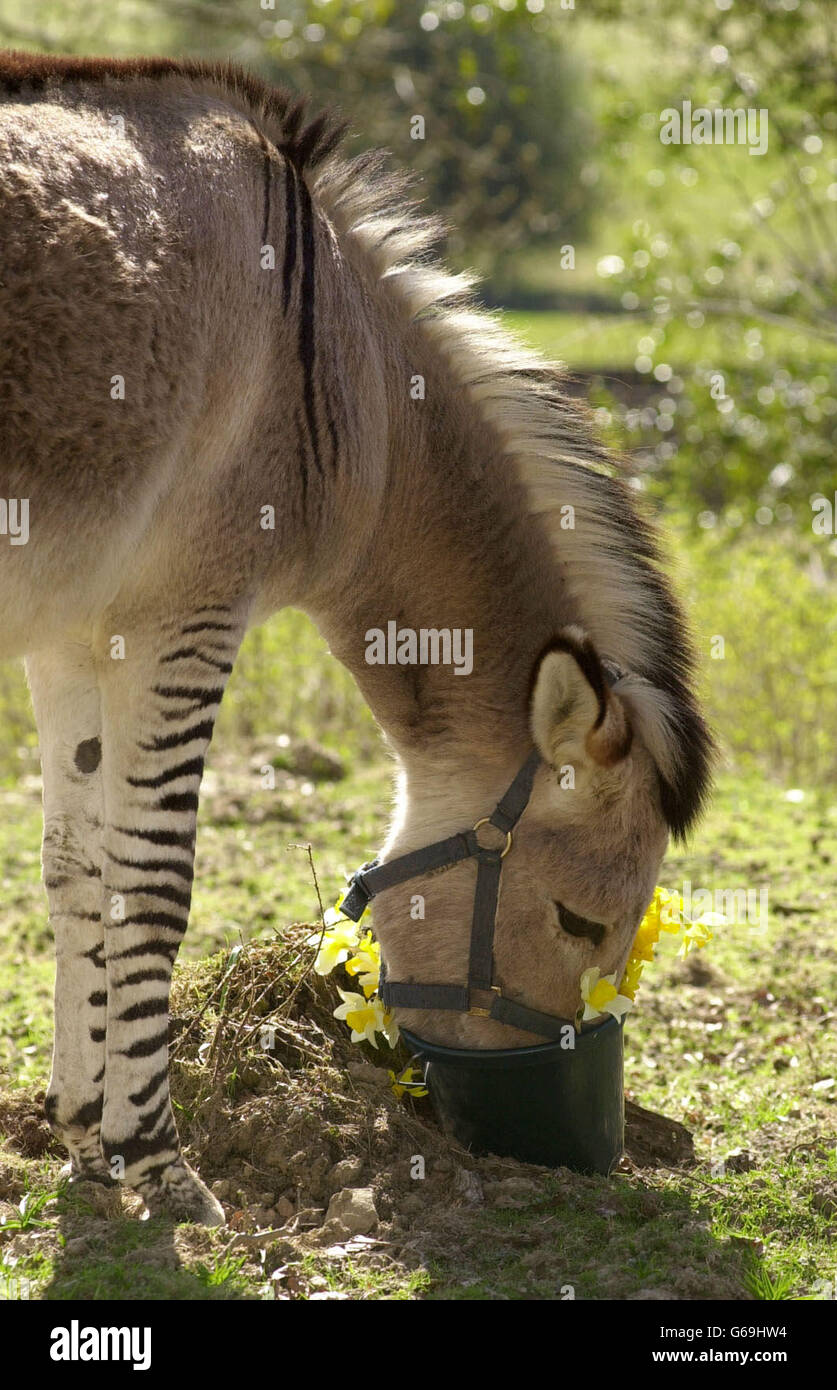 Adam the zeedonk half zebra half donkey looks for hay at