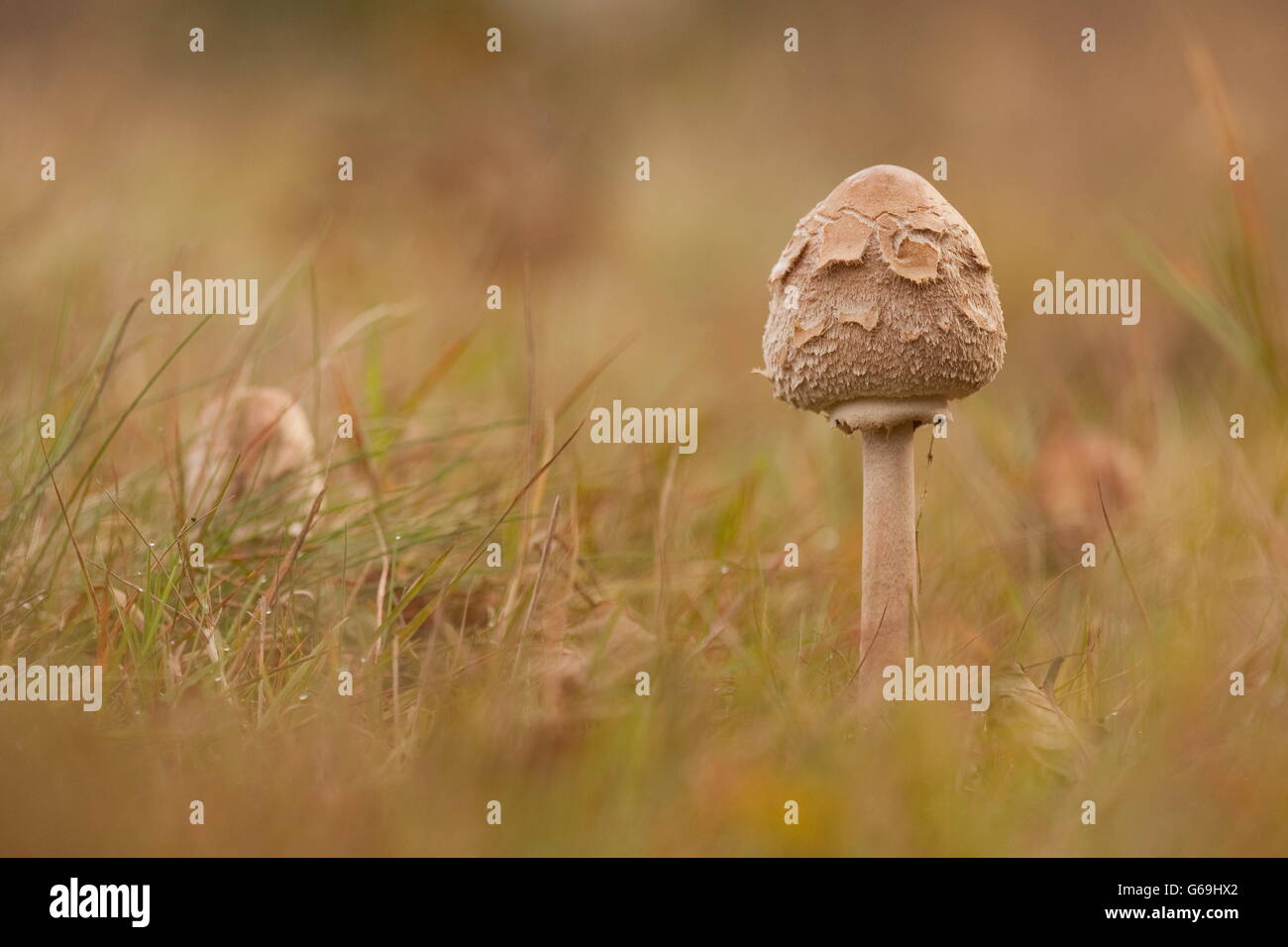 parasol mushroom, Germany / (Macrolepiota procera) Stock Photo