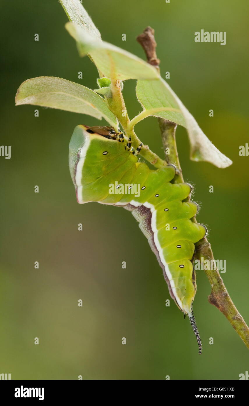 puss moth, caterpillar, Germany / (Cerura vinula)) Stock Photo