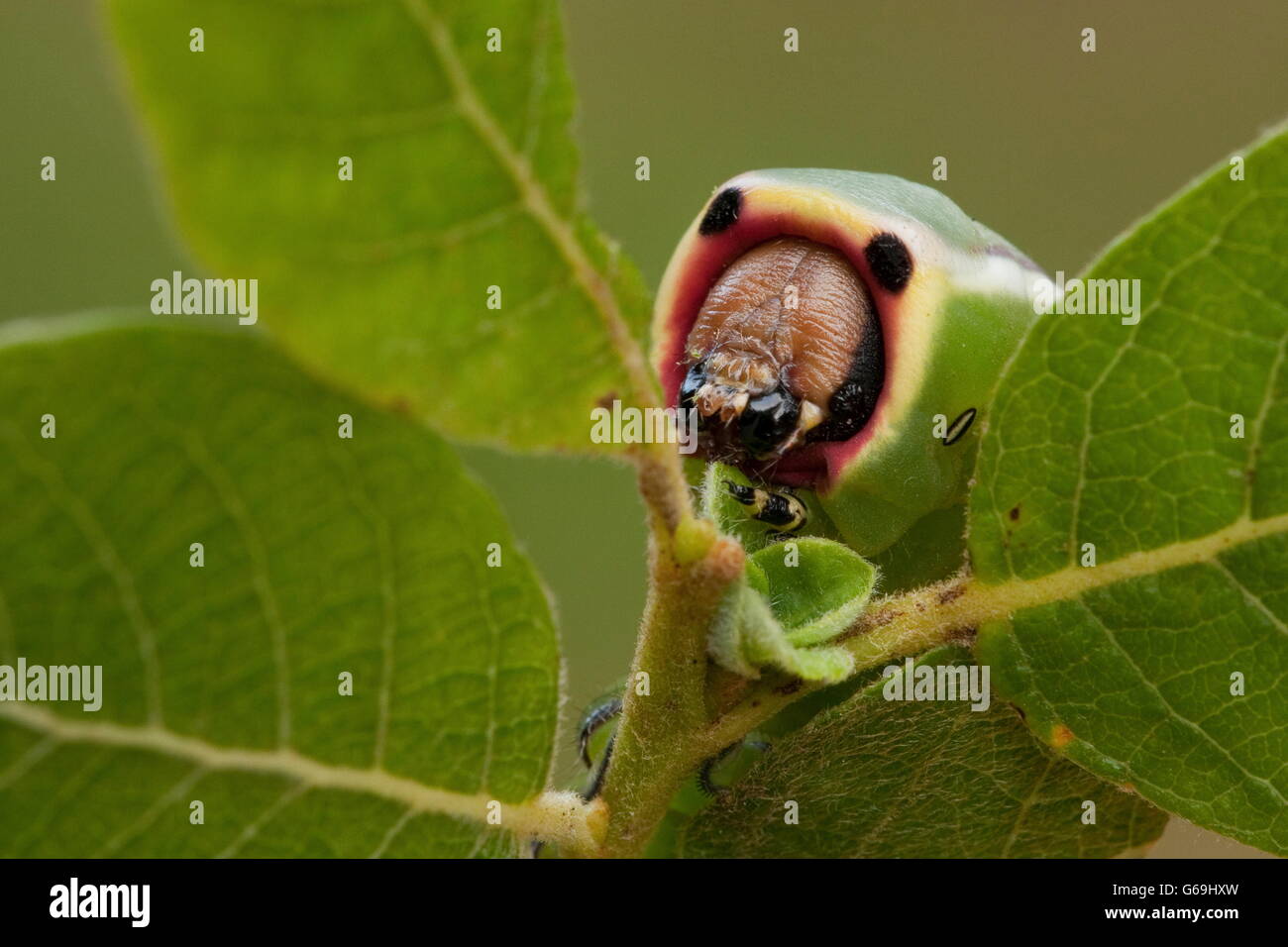 puss moth, caterpillar, Germany / (Cerura vinula Stock Photo Alamy
