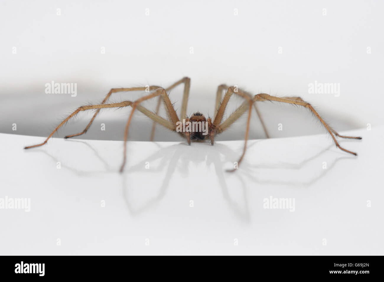 domestic house spider, bath tub, Germany / (Tegenaria domestica) Stock Photo
